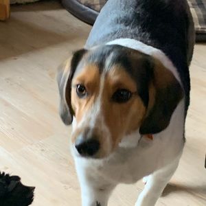 Meet your Posher, Penny